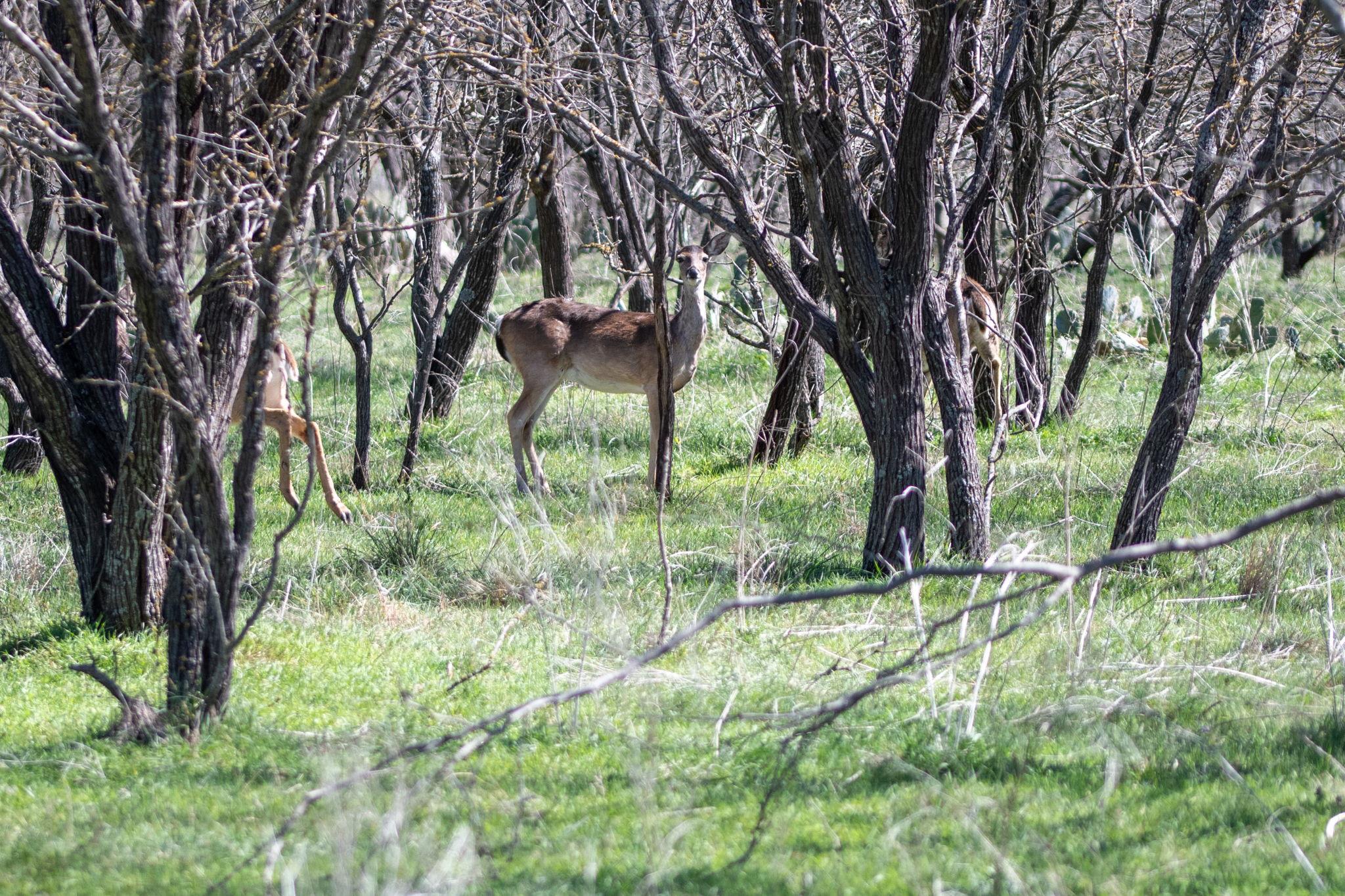 25 Acres Private Road 1789