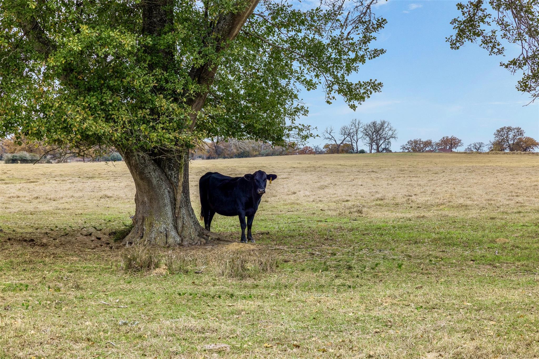 2150 County Road 412