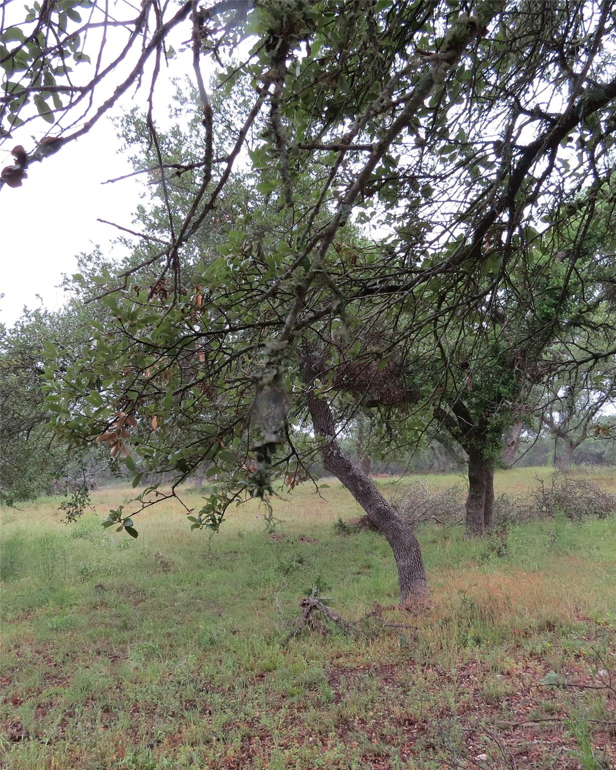 12 Pecos DR