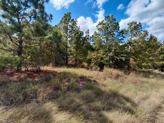 Lot 3 Tall Forest DR