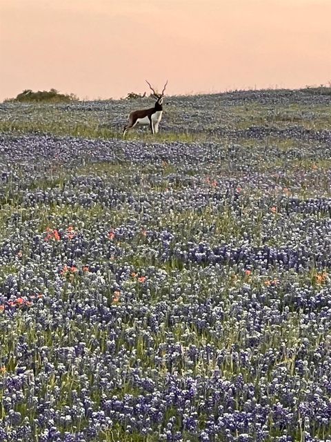 2265 County Road 106 Purmela TX 76566