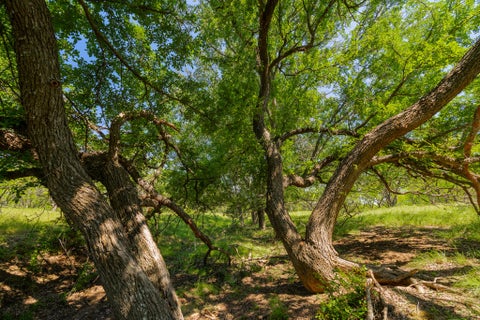 Photo of TBD Twin Draw County Road 180 RD, Purmela, TX 76566 (MLS # 9066727)