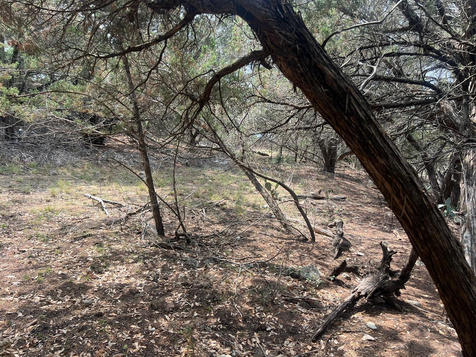 19906 CONSTITUTION CV