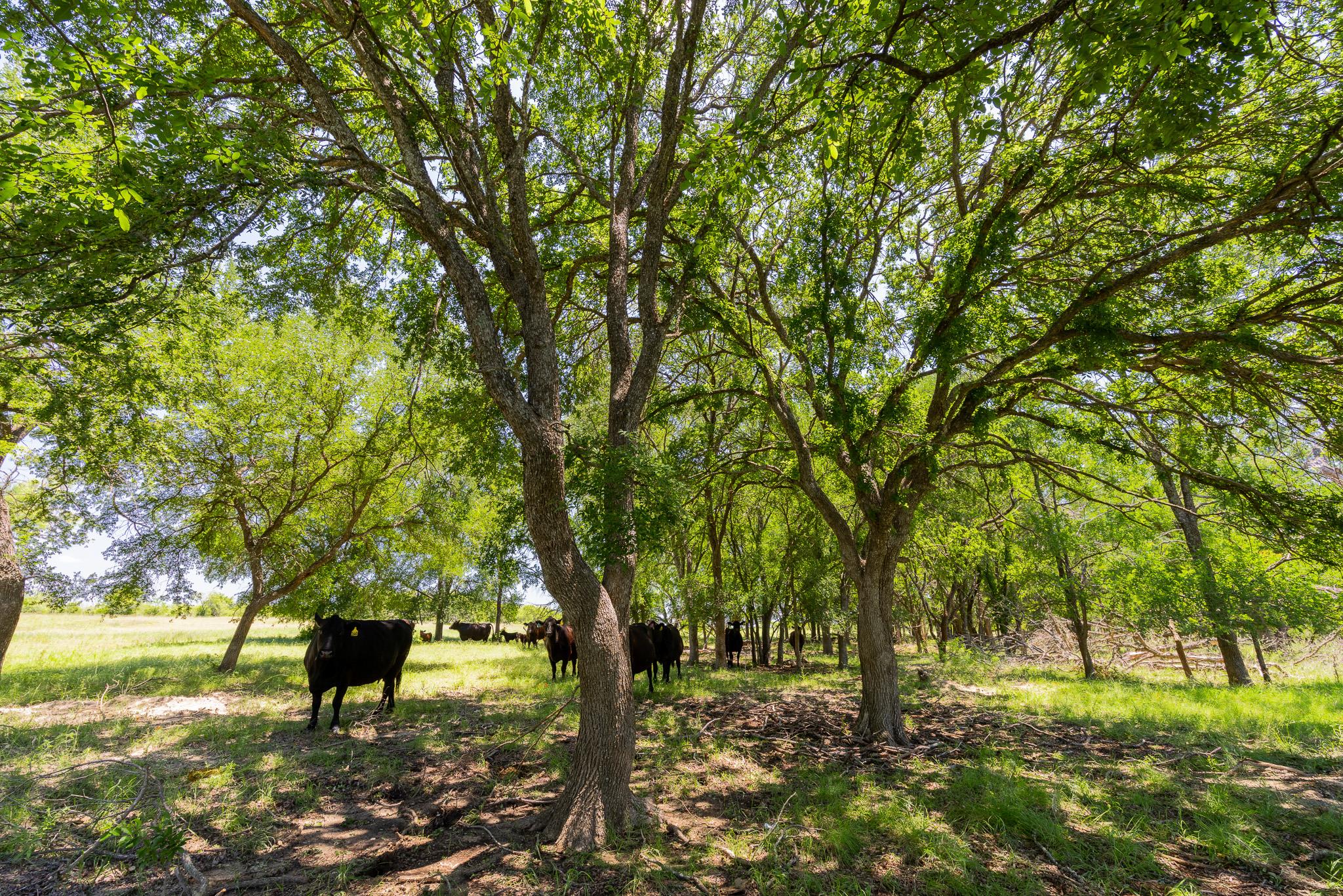 TBD County Road 180 72 ac RD