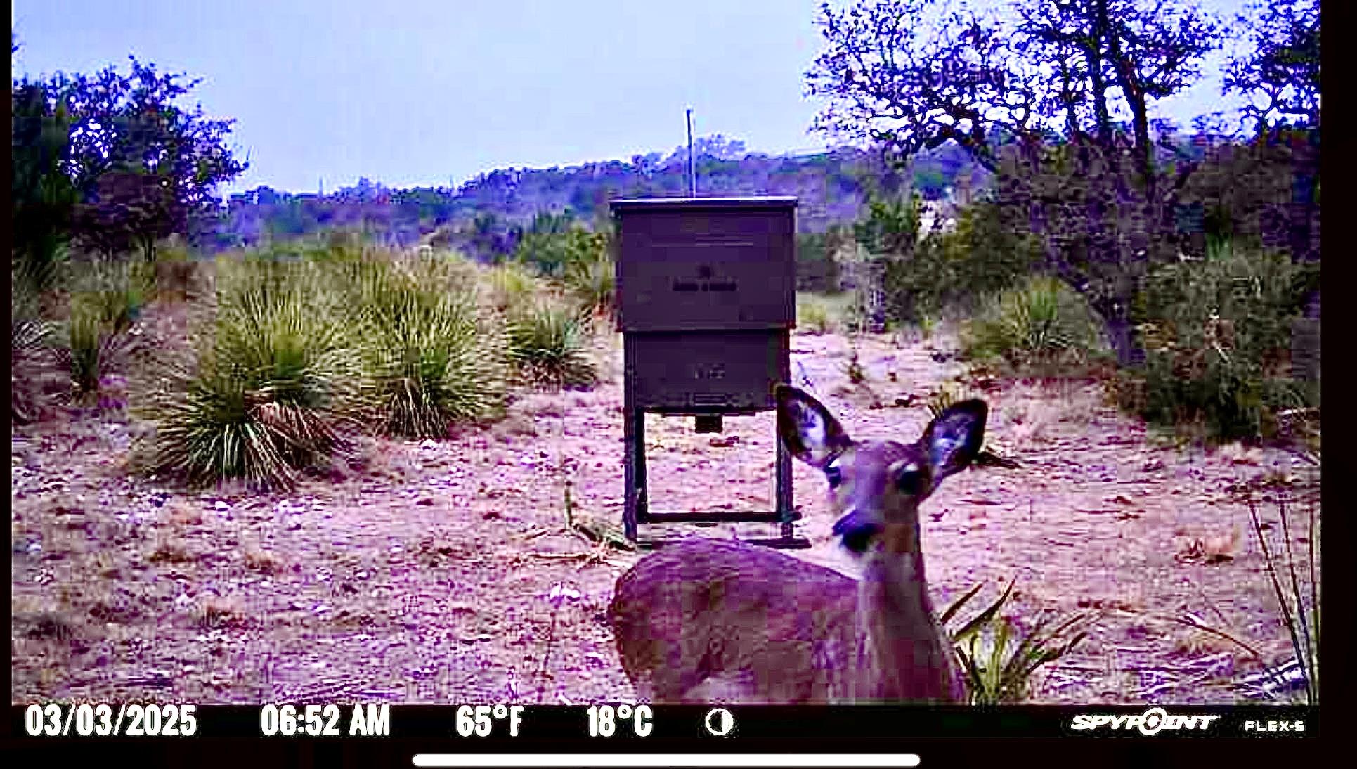 1200 Lipan Apache RUN