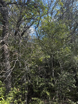 251 IVA LN, BASTROP, TX 78602 - Image ce85f5e52c086e312361a17bf2ee879e/390848134