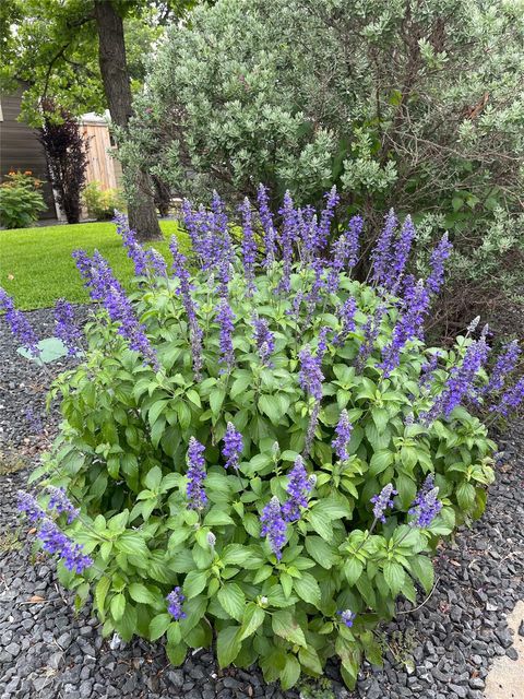 Tiny photo for 1812 Aggie LN, Austin, TX 78757 (MLS # 1595286)