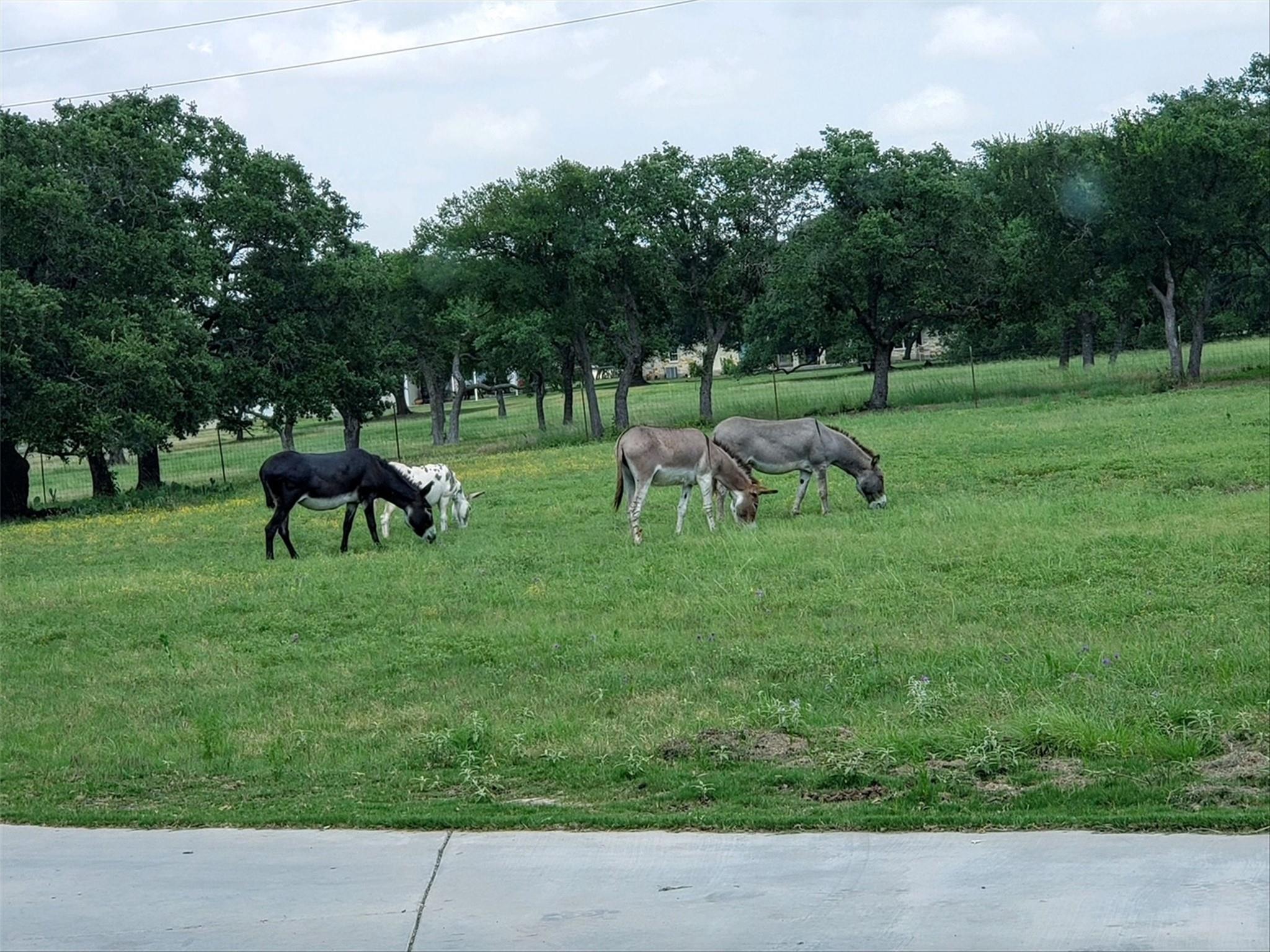 8169 Ranch Road 2338 2338