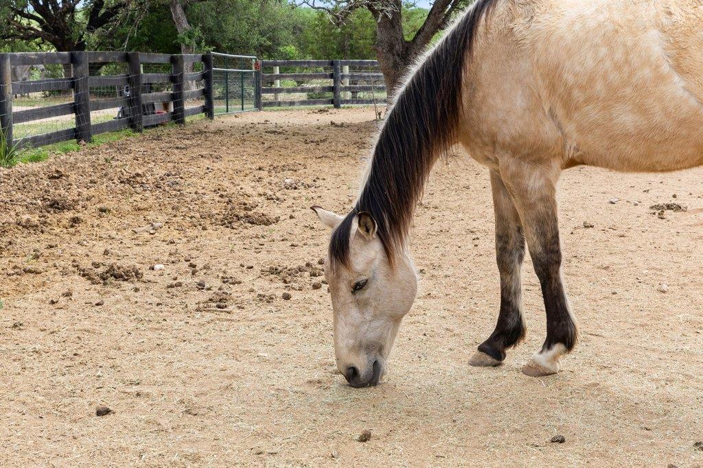 Spicewood, Texas, 78669, United States, 5 Bedrooms Bedrooms, ,6 BathroomsBathrooms,Residential,Active,2007979