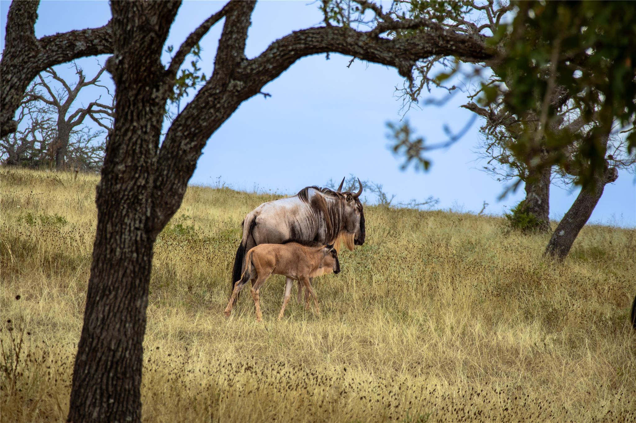 28acres 170 Goose Landing Way 28acres(Lot20-22)
