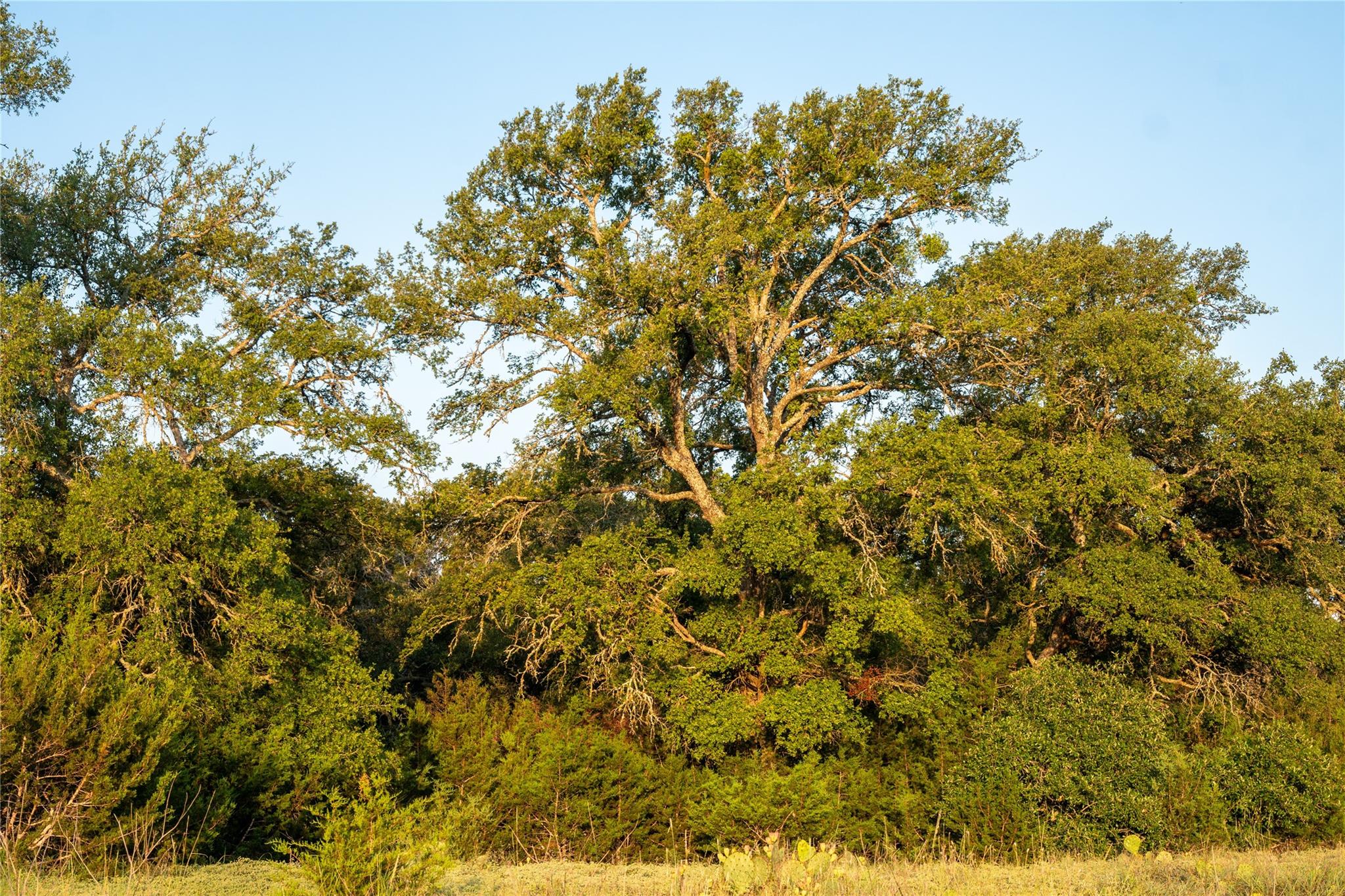 TBD Mormon Mill Road