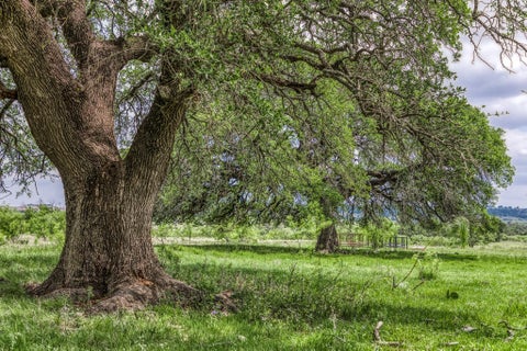 Photo of 00 County Road 333, Goldthwaite, TX 76844 (MLS # 4439860)