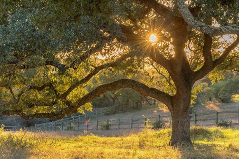 Tiny photo for 18700 Madrone Ranch Trail, Austin, TX 78738 (MLS # 7205481)