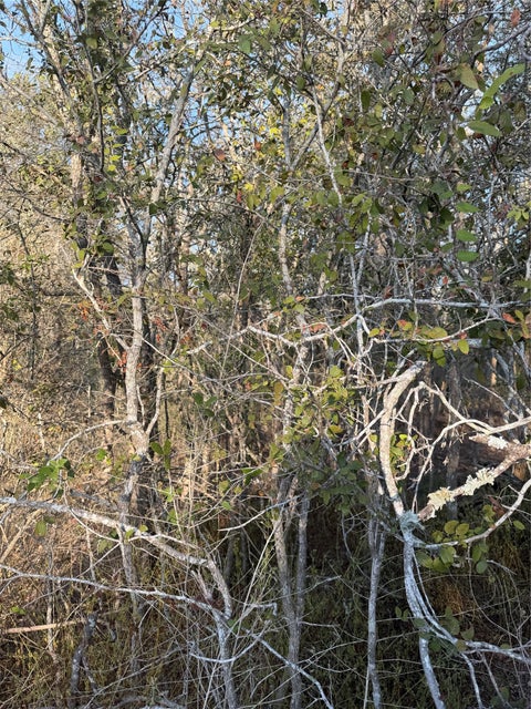 Photo of 156 and 160 Helemano DR, Bastrop, TX 78602 (MLS # 3164426)