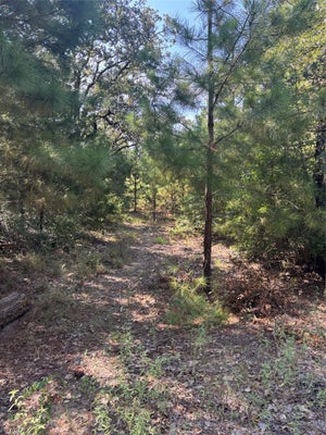 667 PAINT CREEK SOUTH RD, PAIGE, TX 78659 - Image db82b683c1f81e5de15fd5c852b31b20/373388744