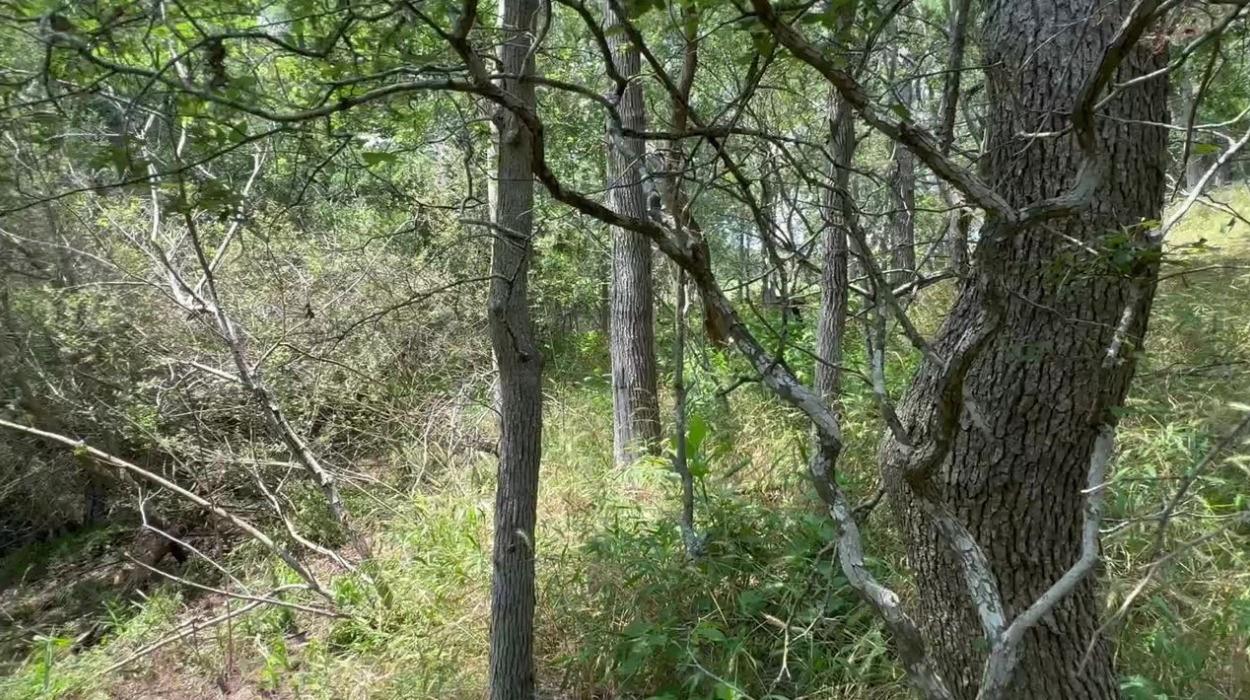 Lot 650 Kaukonahua LN