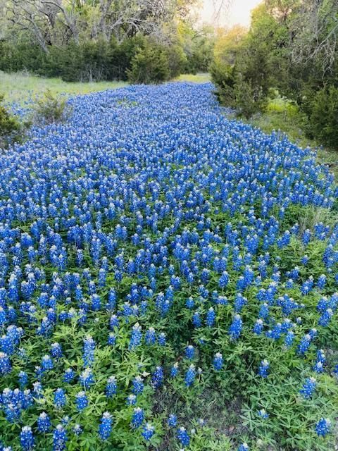 Lot 13 & 14 Twisted Oak Horseshoe Bay TX 78654