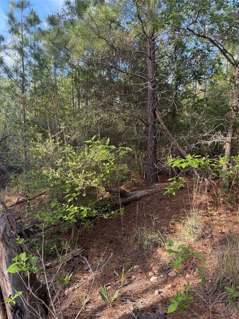 Photo of Lot 1384 Pahihi DR, Bastrop, TX 78602 (MLS # 2822037)