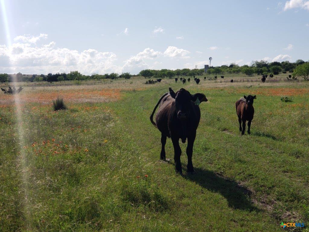 Lot 5 CR 1255 Pitt Creek Ranch