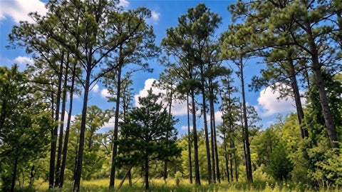 Photo of TBD Modock DR, Bastrop, TX 78602 (MLS # 9521115)