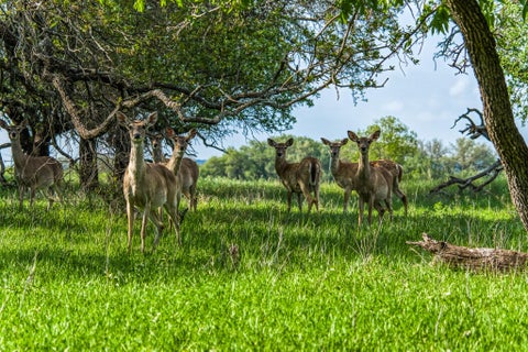 Photo of 171 County Road 333, Goldthwaite, TX 76844 (MLS # 1680046)
