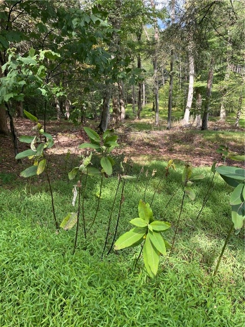 Vacant Land For Sale - 422 Red Oak Road<br/> Flinton, PA 16640