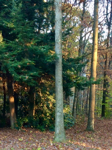 Big Beaver, Pennsylvania 16157, United States, 2 Bedrooms Bedrooms, ,2 BathroomsBathrooms,Residential,Active,228147