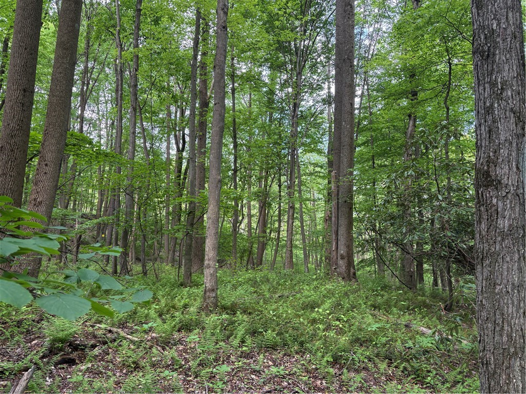 Lot 1C Cottonwood Rd