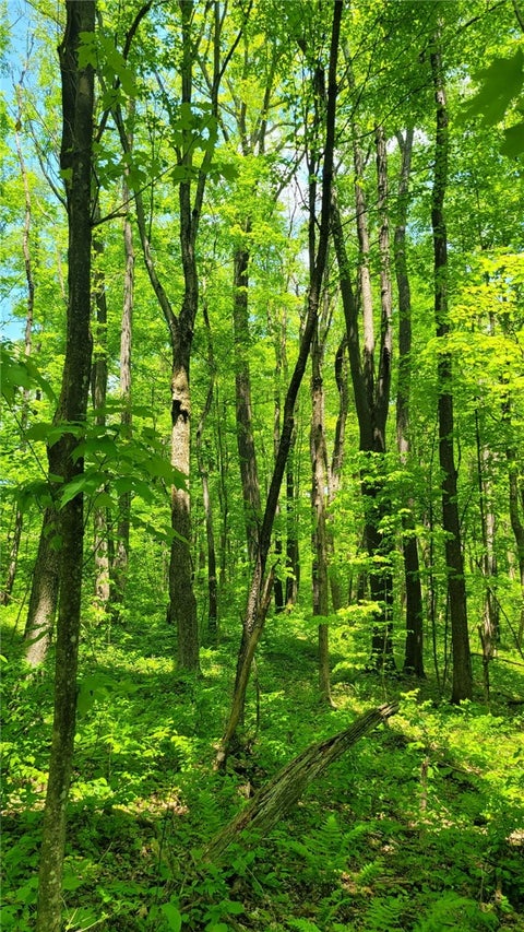 Vacant Land For Sale - 00 Hawkins Hollow Rd Rd<br/> Springfield Twp, PA 15425
