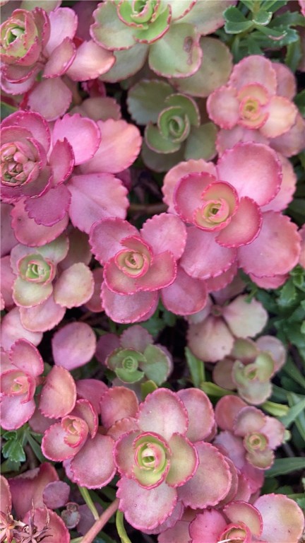 Somerset Boro, Pennsylvania 15501, United States, 4 Bedrooms Bedrooms, ,2 BathroomsBathrooms,Residential,Active,161333