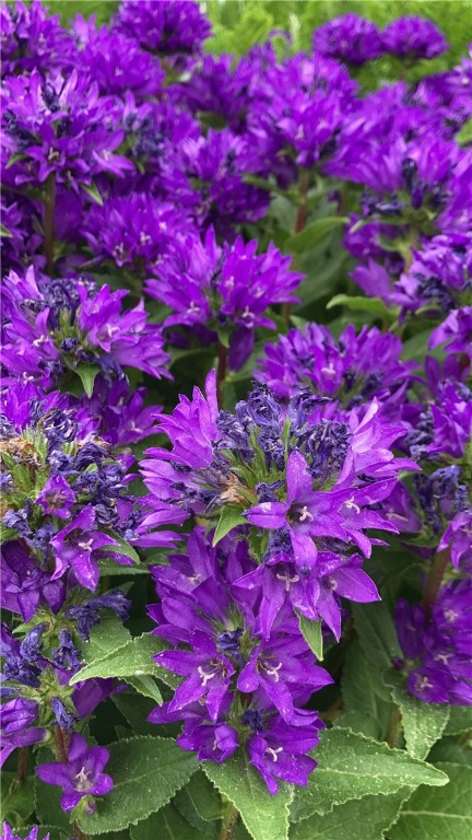 Somerset Boro, Pennsylvania 15501, United States, 4 Bedrooms Bedrooms, ,2 BathroomsBathrooms,Residential,Active,161333