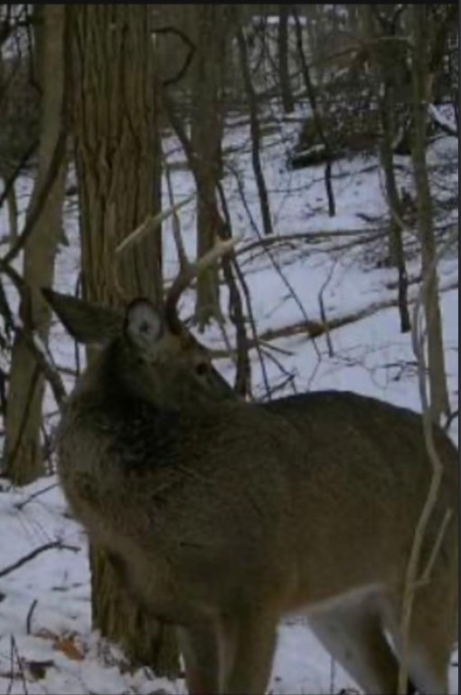 Ross Twp, Pennsylvania 15229, United States, ,Residential,Active,231751