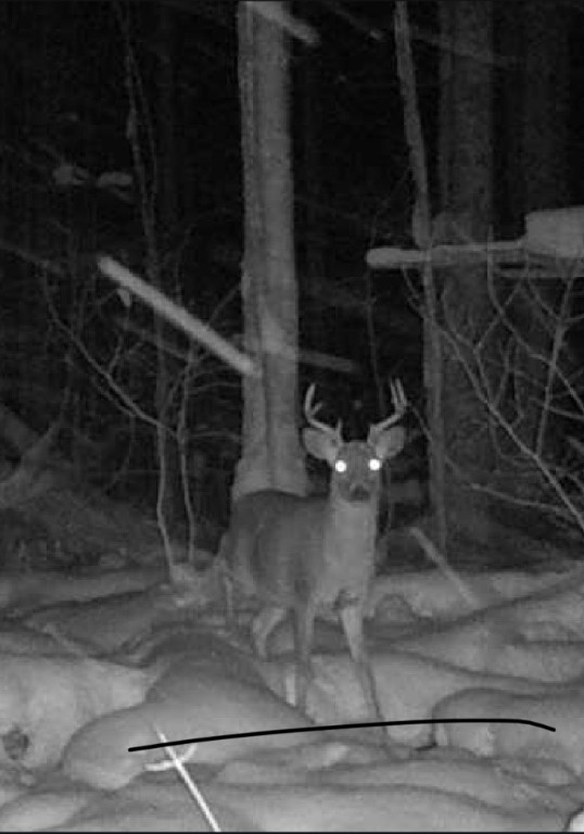 Ross Twp, Pennsylvania 15229, United States, ,Residential,Active,231751