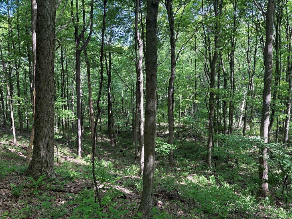 Lot 1C Cottonwood Rd