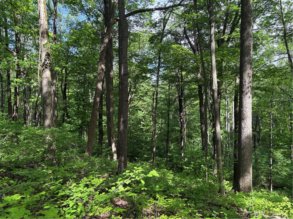 Lot 1C Cottonwood Rd