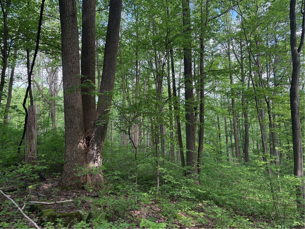 Lot 1C Cottonwood Rd