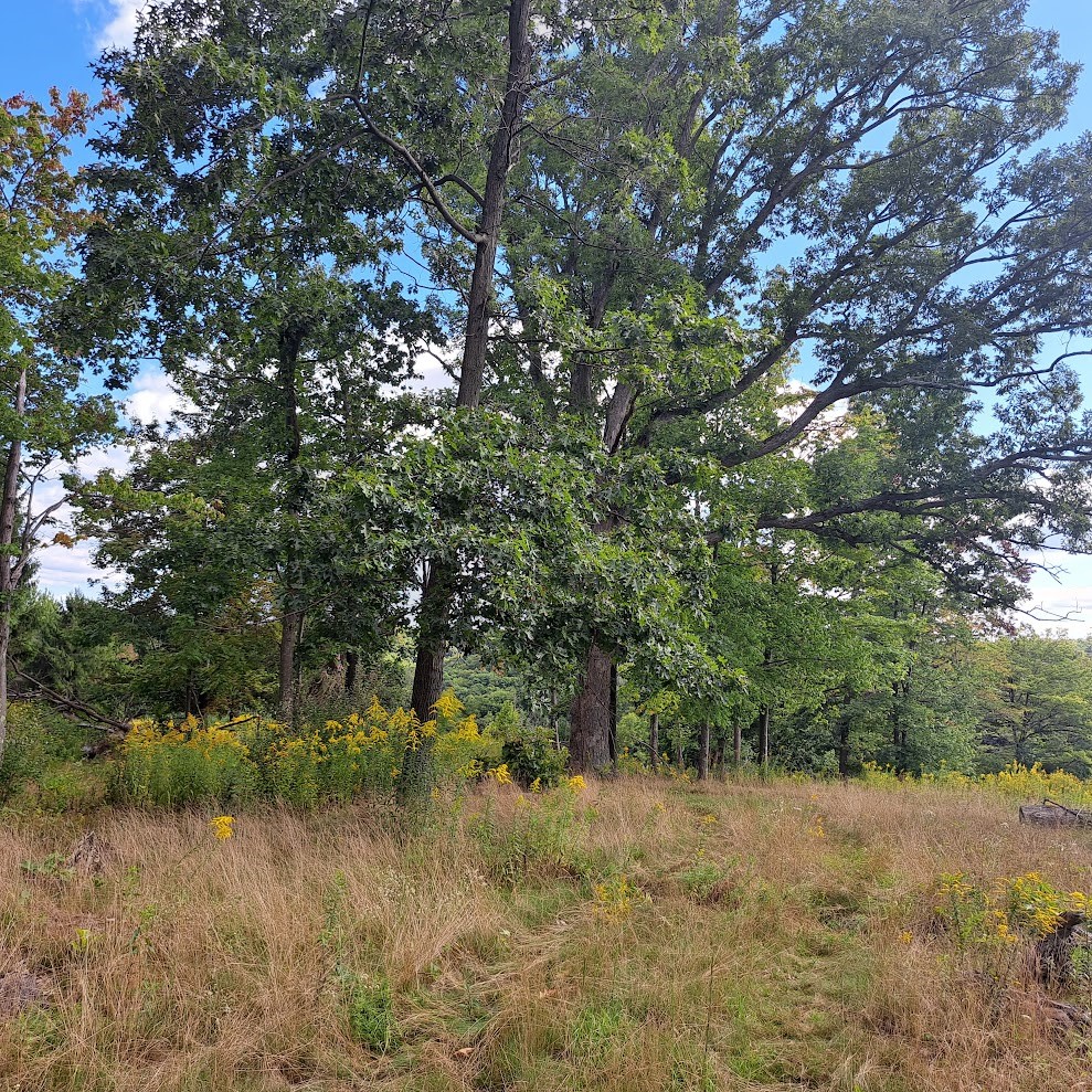 00 Chicora Rd