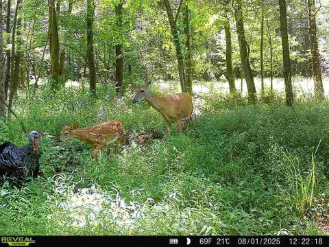 Vacant Land For Sale - Sr 258<br/> Liberty Twp, PA 16127