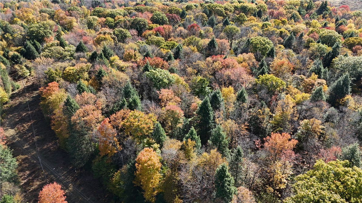 50 Acres along Bird Lane