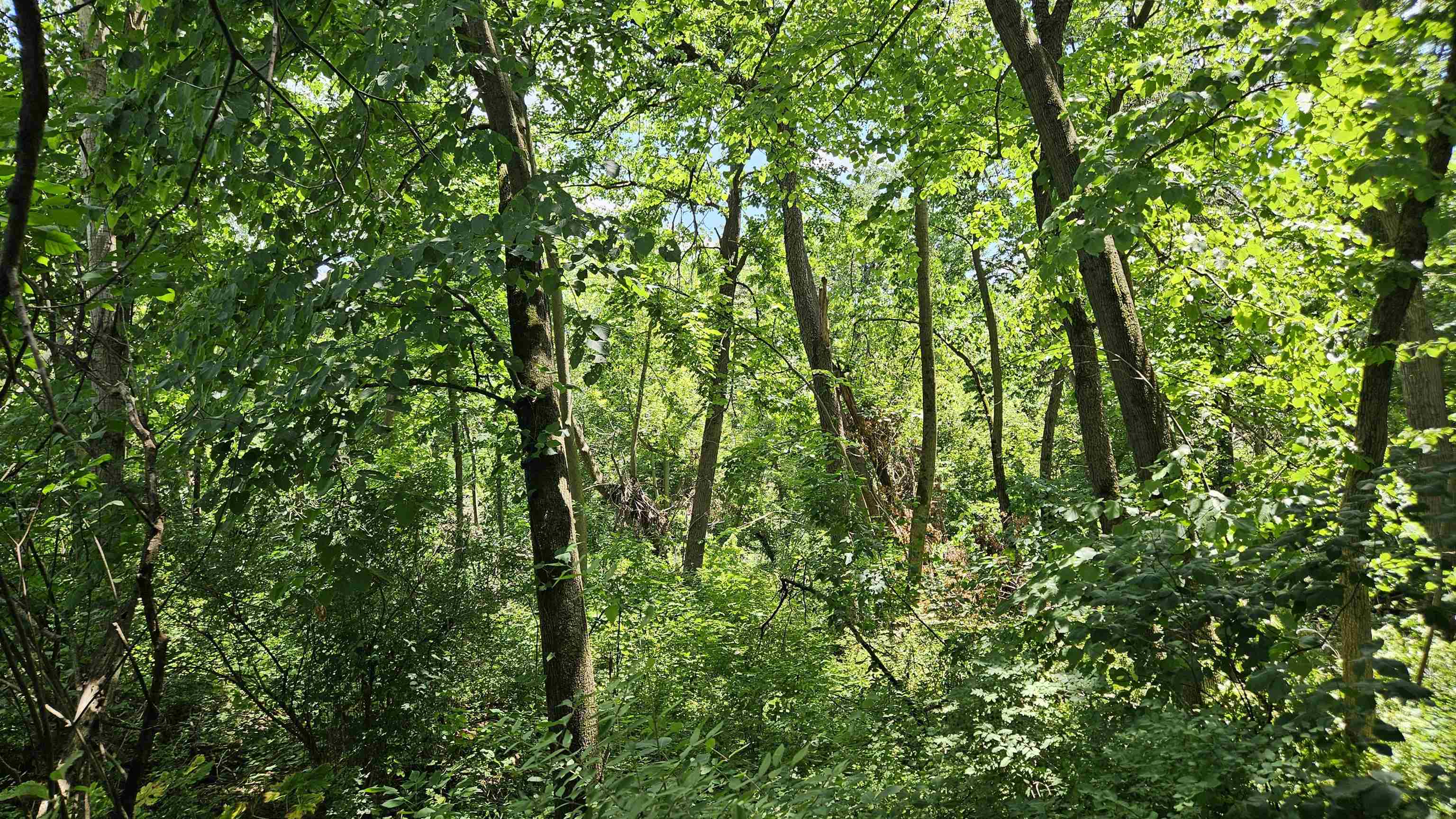 Lanark, Illinois 61046, United States, ,Land,Active,168344