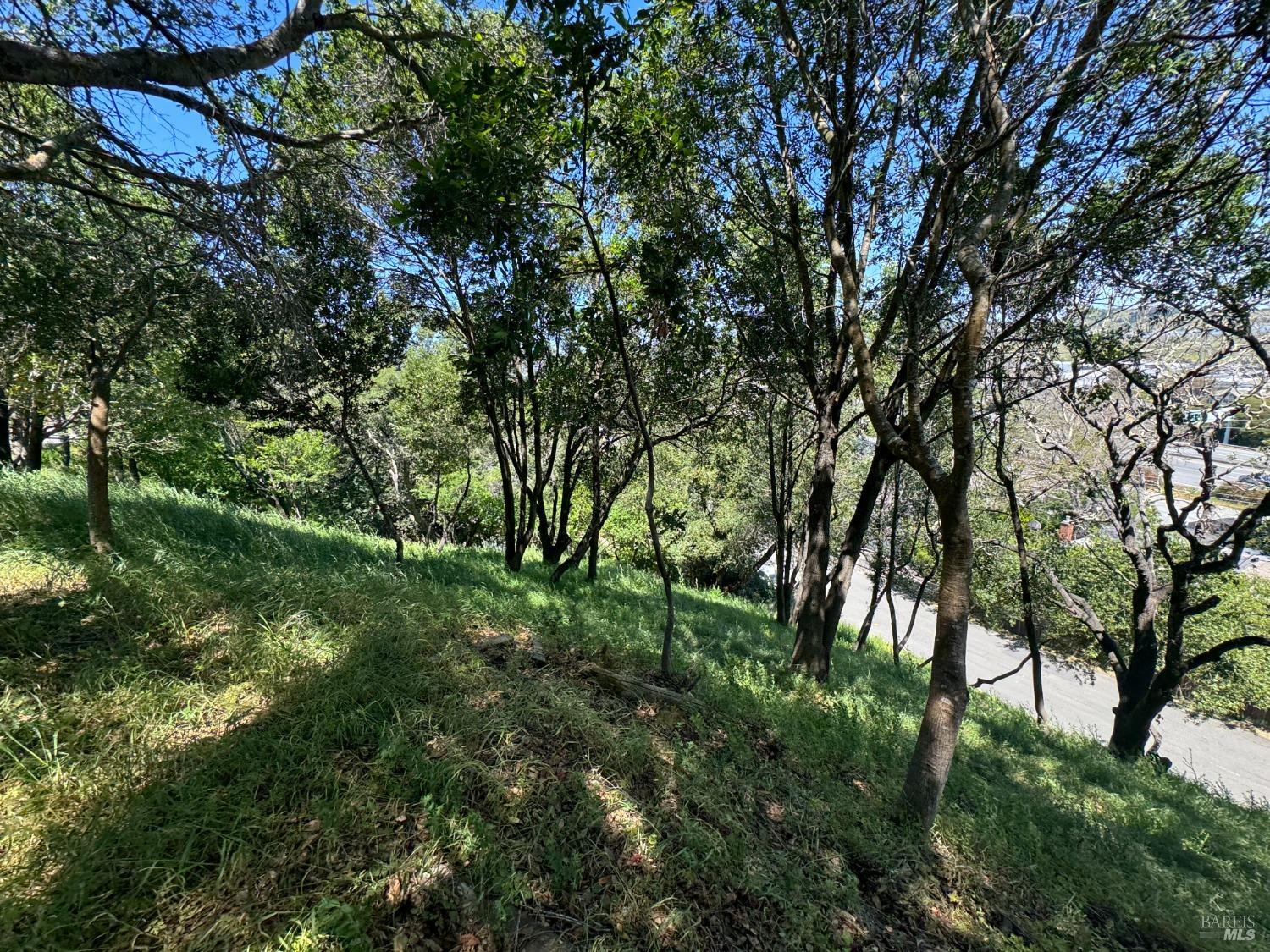 815 Meadowsweet Drive
