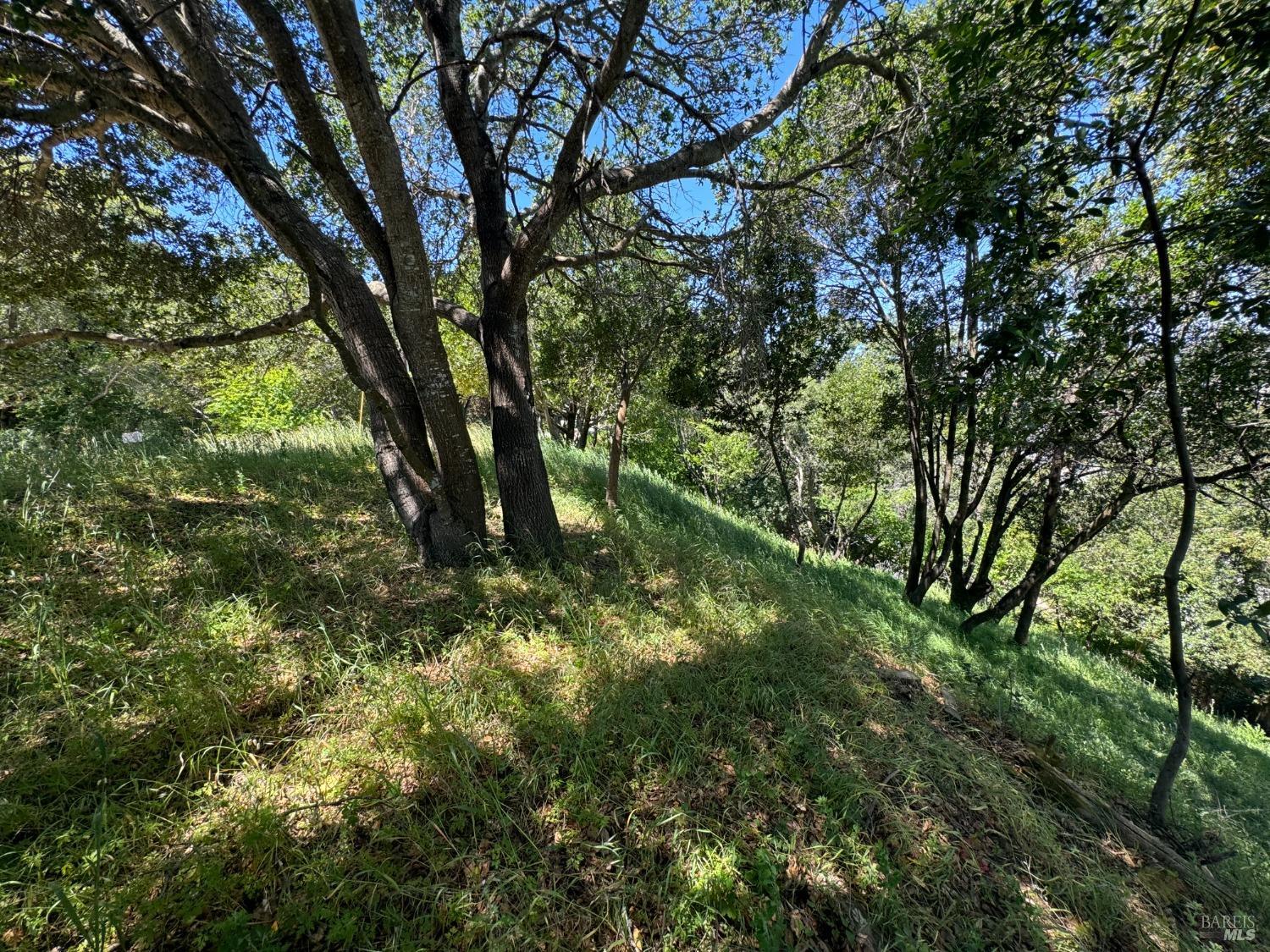 815 Meadowsweet Drive