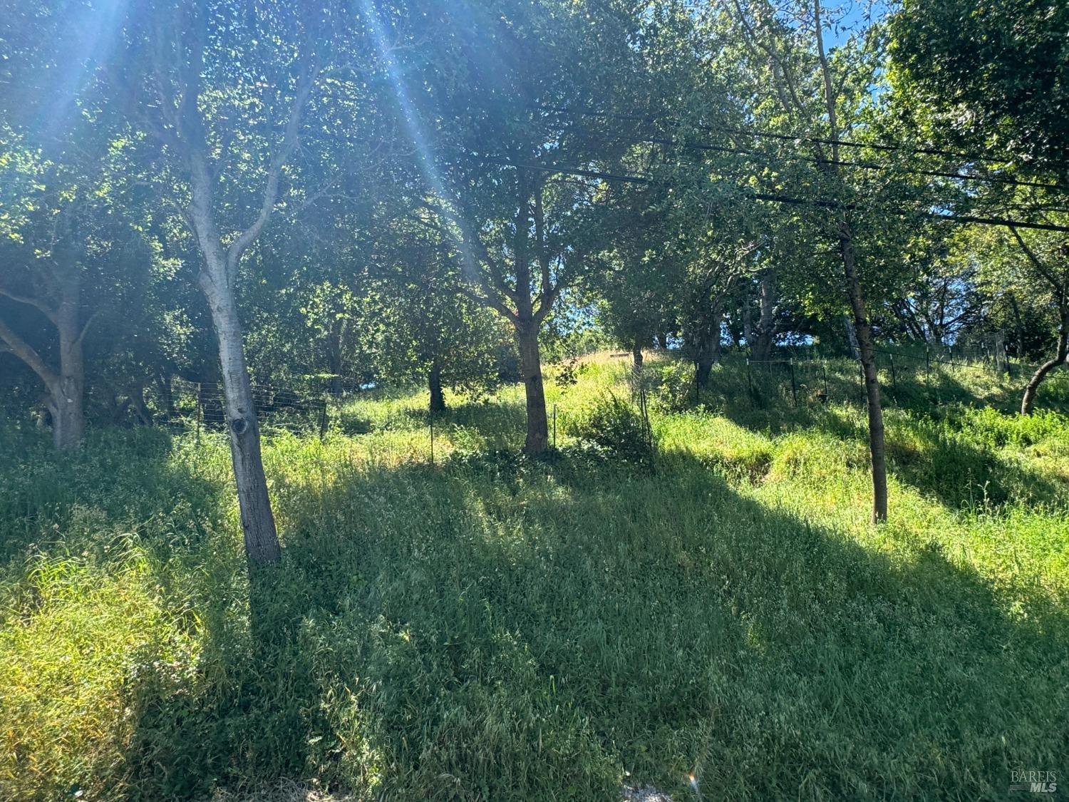 Meadowsweet Drive
