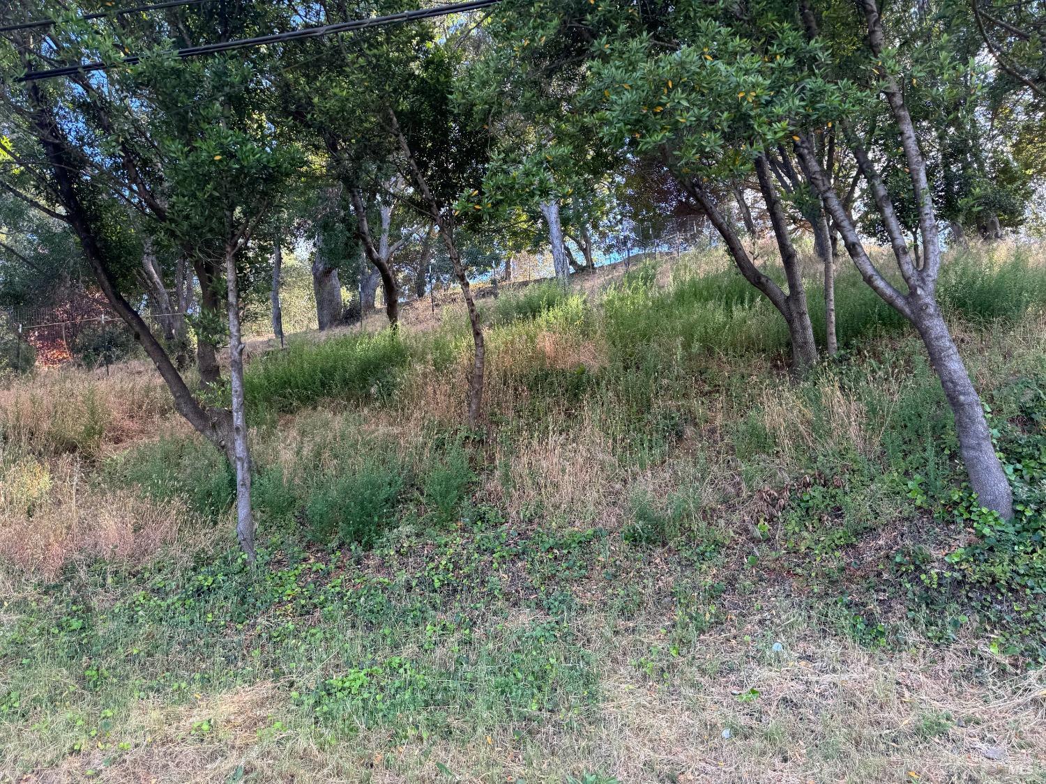 Meadowsweet Drive
