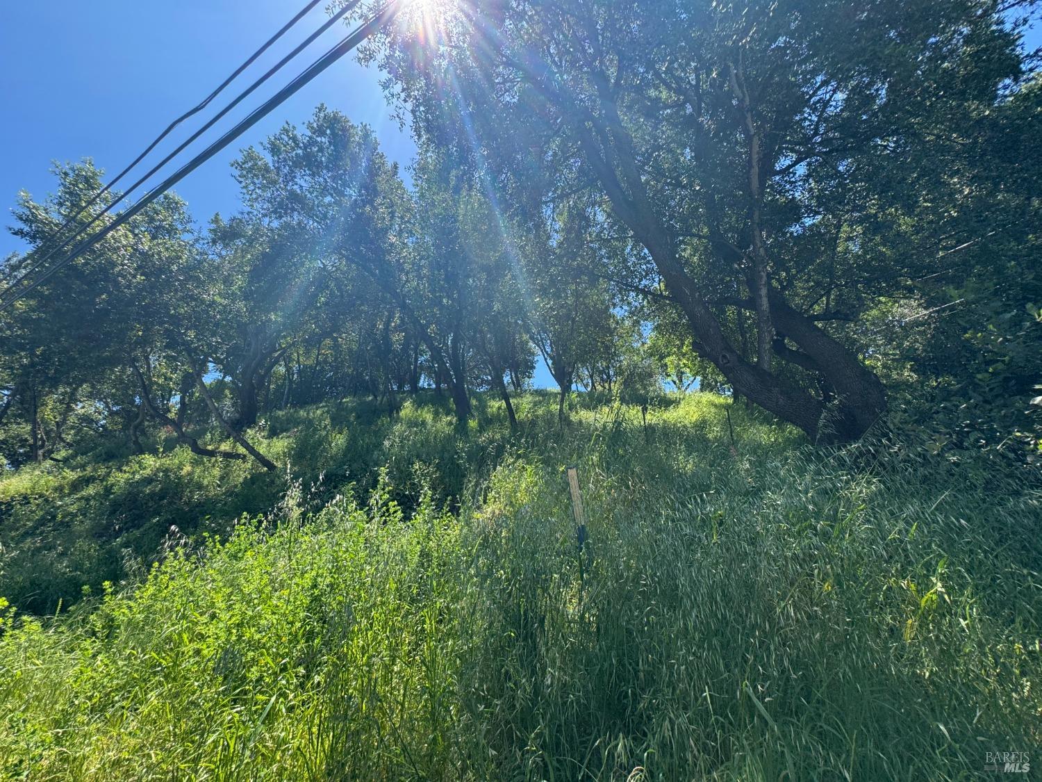 Meadowsweet Drive