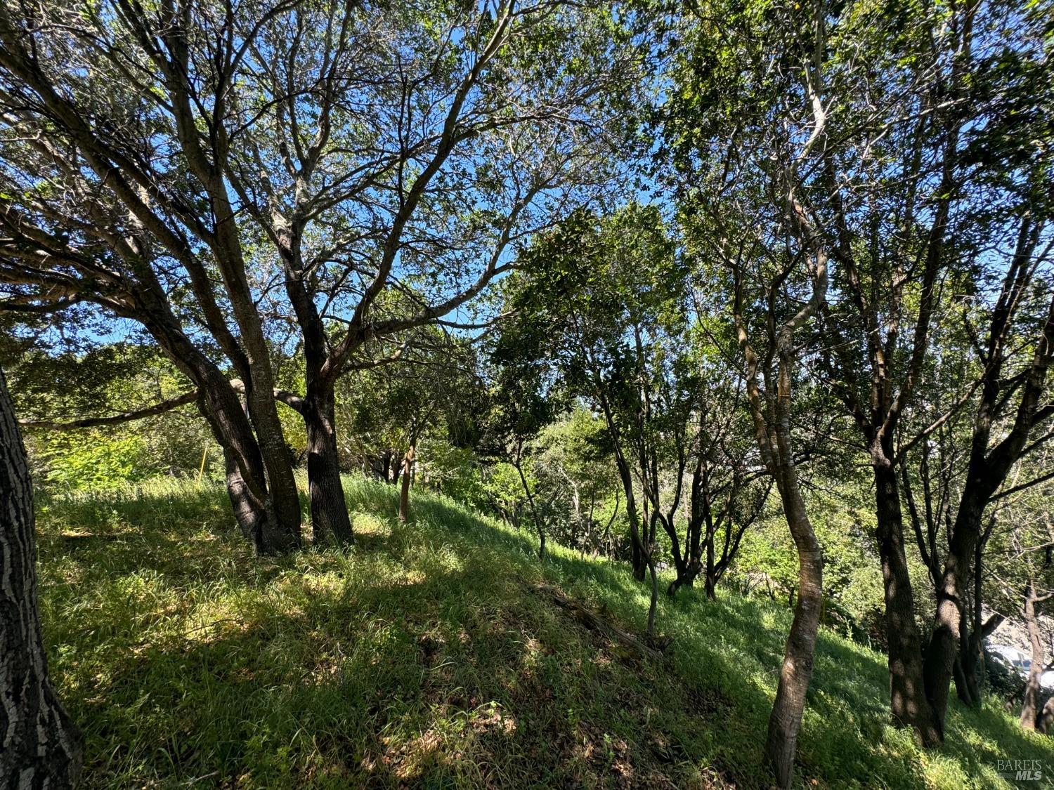Meadowsweet Drive