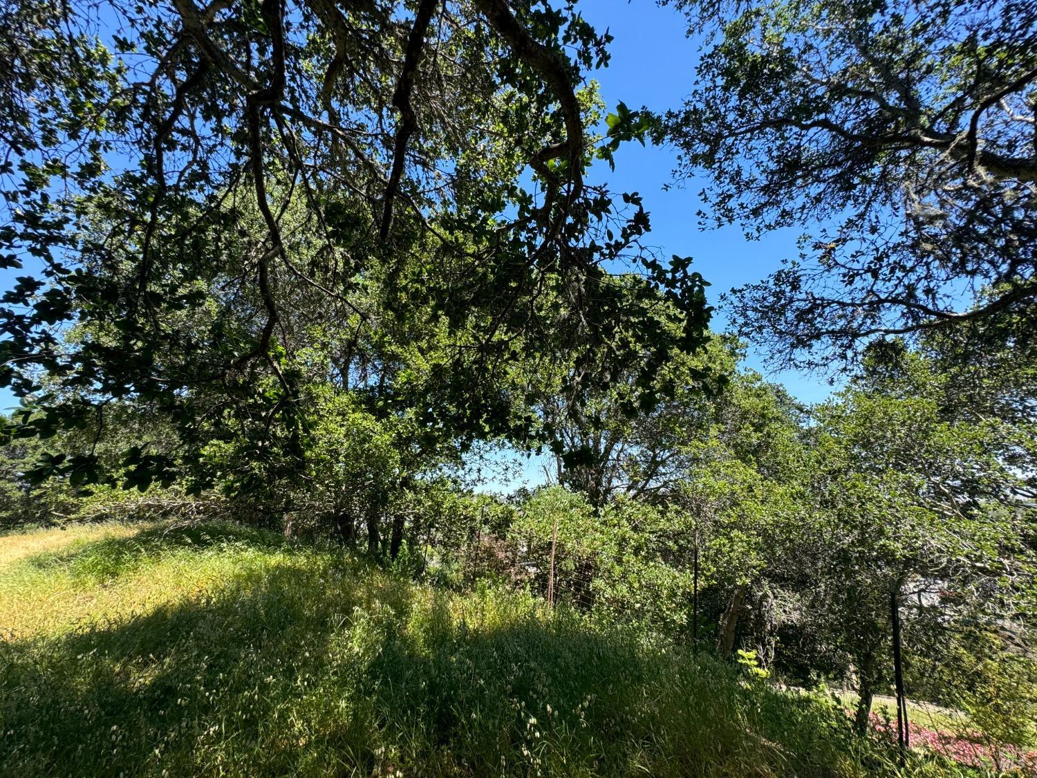 Meadowsweet Drive