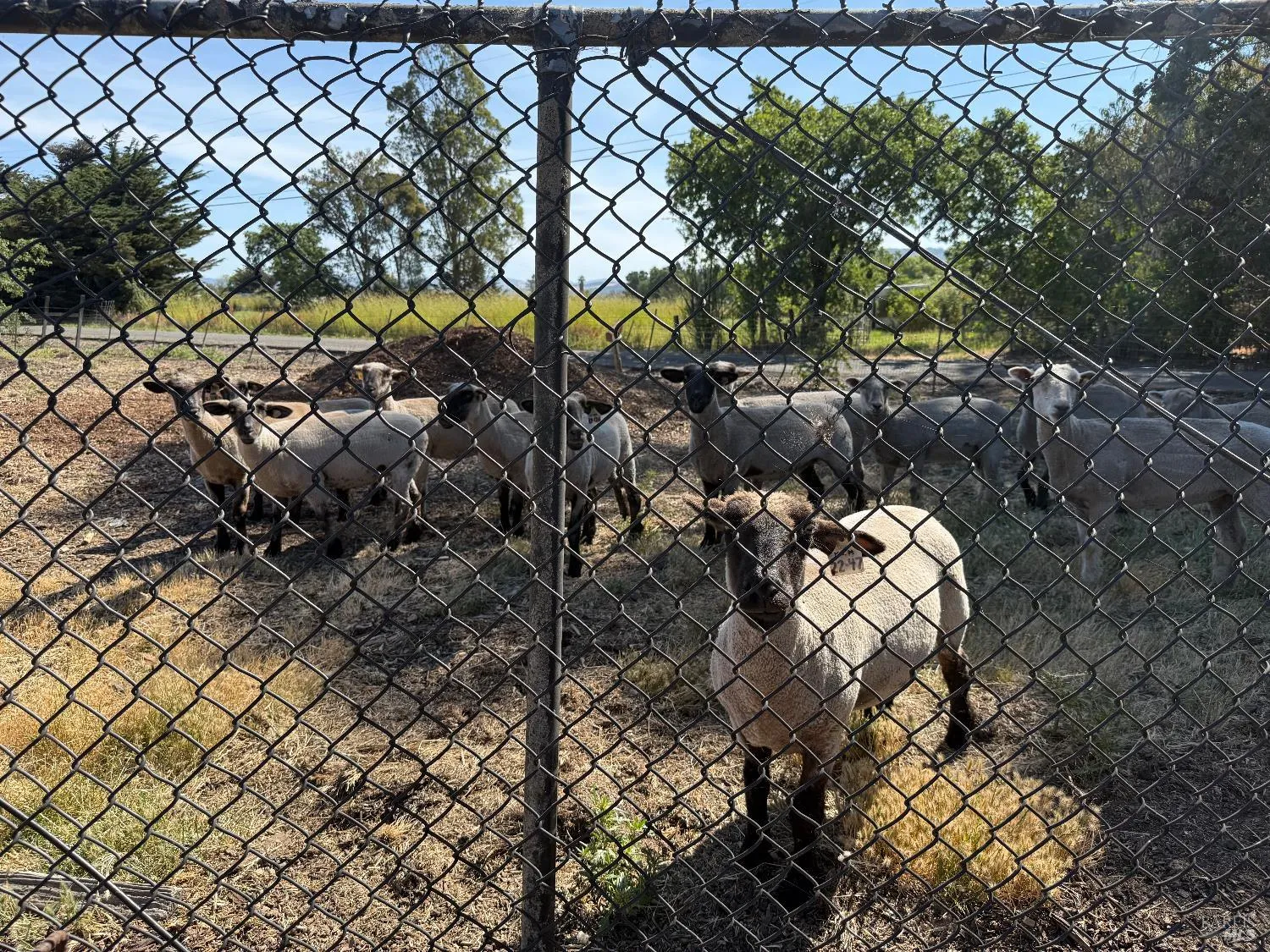 Santa Rosa, California 95407, United States, 3 Bedrooms Bedrooms, ,2 BathroomsBathrooms,Residential,Active,174550