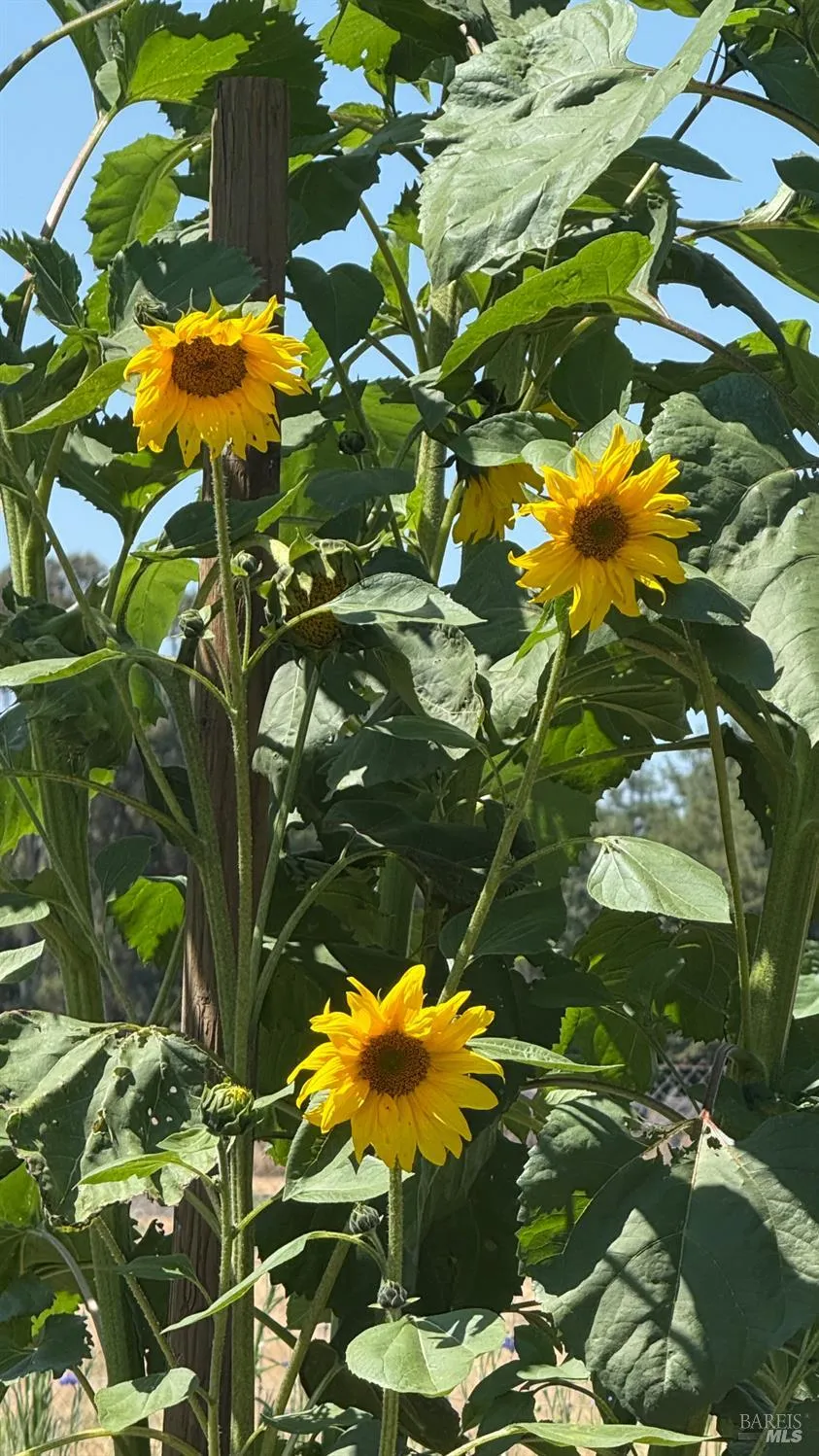 Santa Rosa, California 95407, United States, 3 Bedrooms Bedrooms, ,2 BathroomsBathrooms,Residential,Active,174550