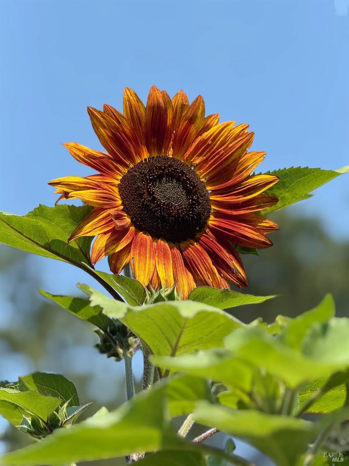 Santa Rosa, California 95407, United States, 3 Bedrooms Bedrooms, ,2 BathroomsBathrooms,Residential,Active,174550